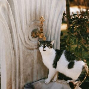 Fuente Cat Mate 2 L