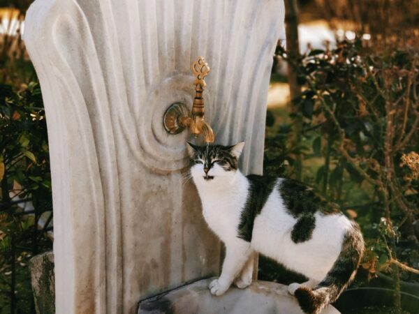 Fuente Cat Mate 2 L