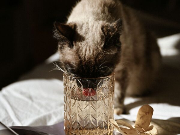 Fuente Petkit Eversweet