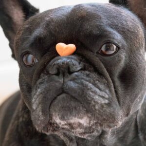 Snacks dentales para perro