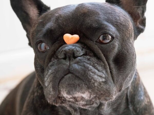 Snacks dentales para perro