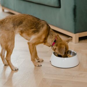 Fuente PetSafe Drinkwell 5 L