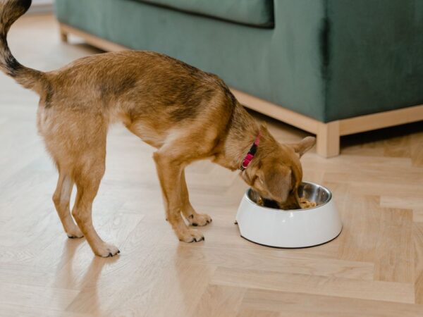 Fuente PetSafe Drinkwell 5 L