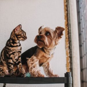 Pack Bienvenida Catit