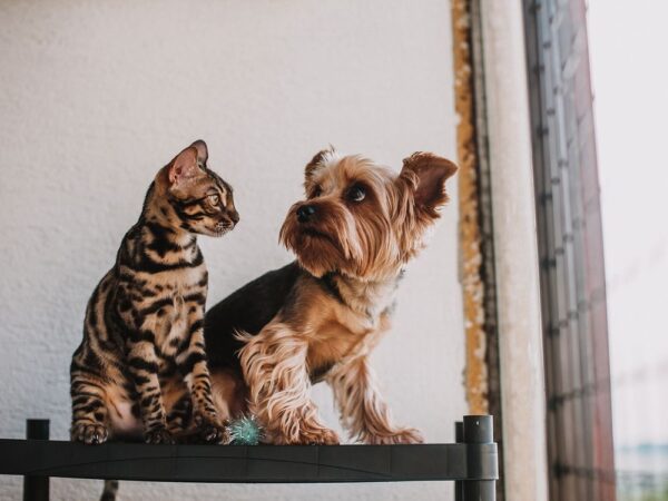 Pack Bienvenida Catit